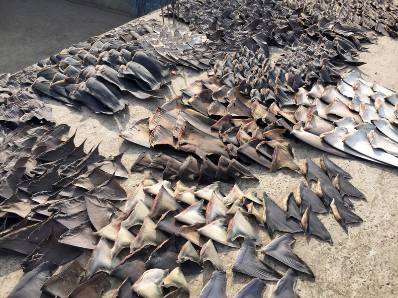 Hundreds of shark fins seized by the police in Manta, Ecuador in 2015. (Fiscalia General del Ecuador via AP)